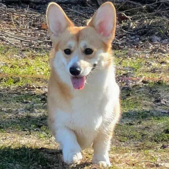 Eevee