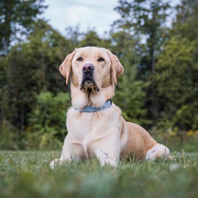 Tundra