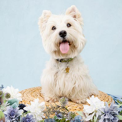 Westie
