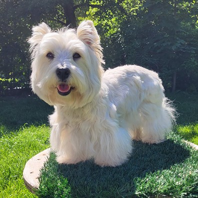Westie