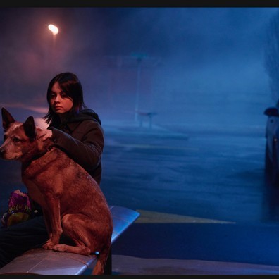 Animal Actors Gallery