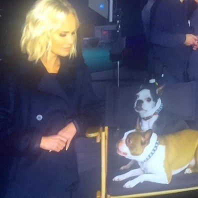 Animal Actors Gallery