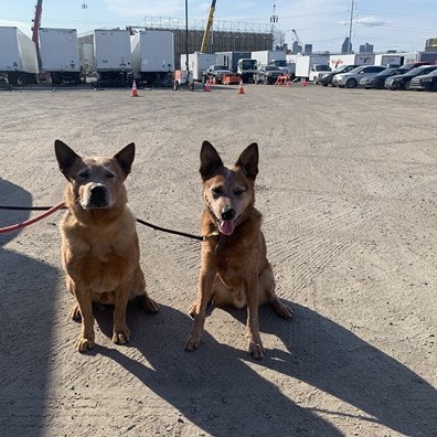 Animal Actors Gallery