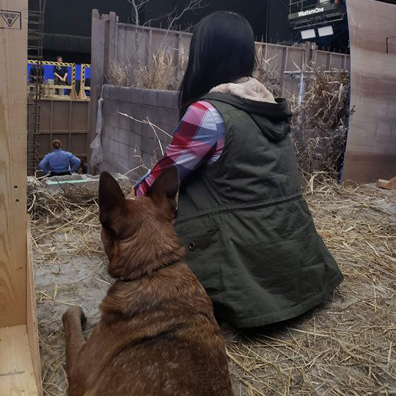 Animal Actors Gallery