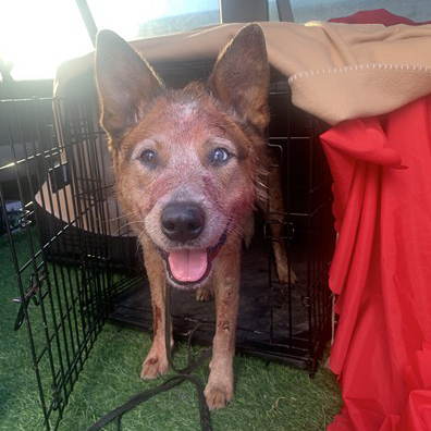 Animal Actors Gallery