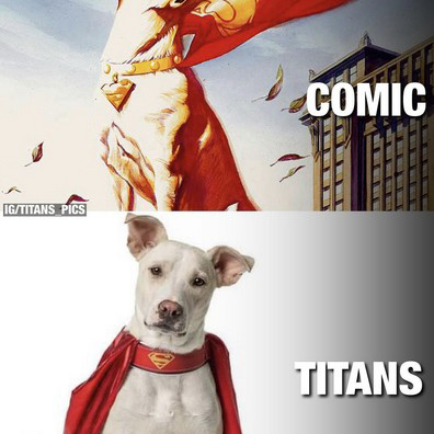 Animal Actors Gallery